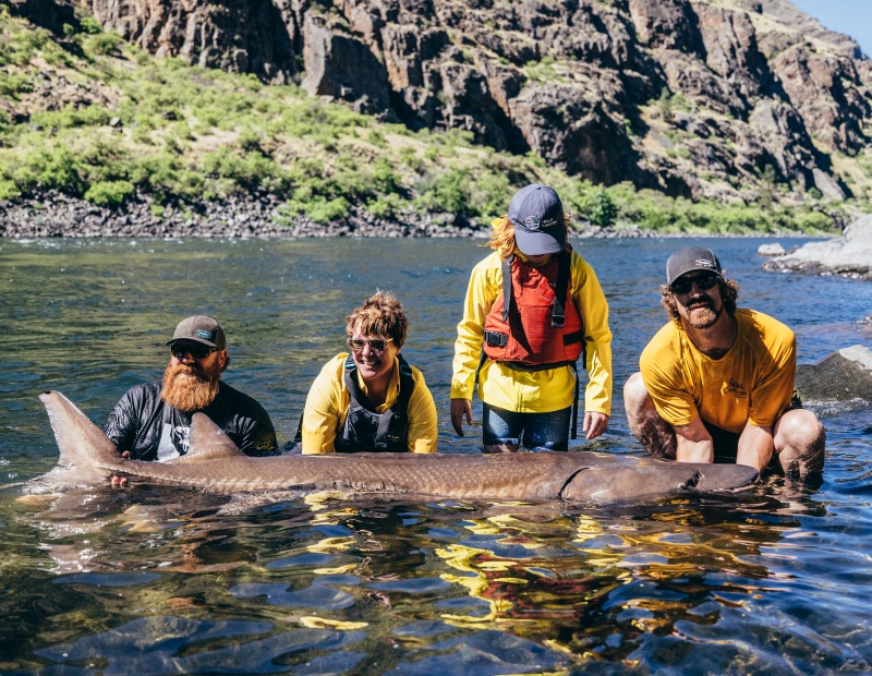 sturgeon in Hells canyon