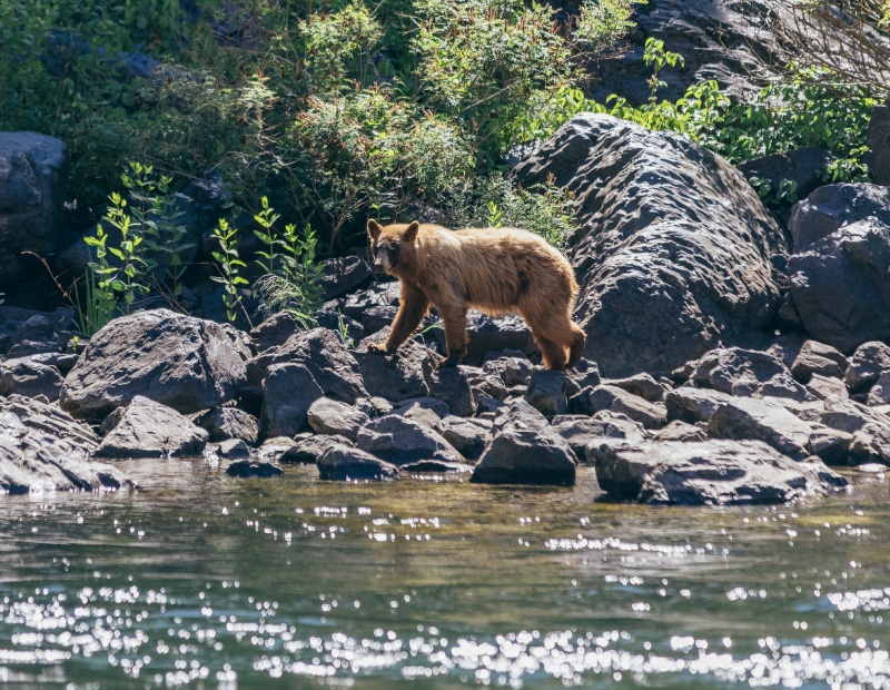 Bear in hells canyon jet boat tour